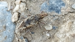 Coniocleonus