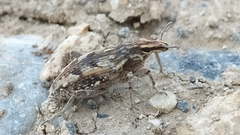Coniocleonus