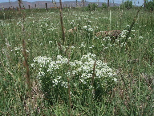 Lepidium integrifolium Nutt.