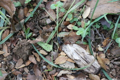 Aegorhinus superciliosus