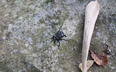 Tartarisus concinnus