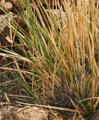 Festuca kingii
