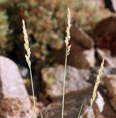 Festuca kingii