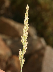 Festuca kingii