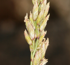Festuca kingii