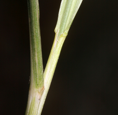 Festuca kingii