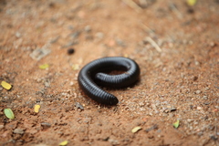 Sechelleptus seychellarum