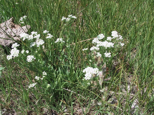 Image of Lepidium integrifolium by no rights reserved