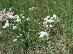 Lepidium integrifolium