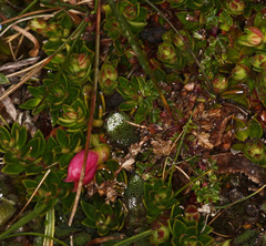 Disterigma empetrifolium