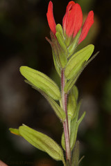 Castilleja ecuadorensis