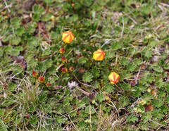 Gentianella hirculus