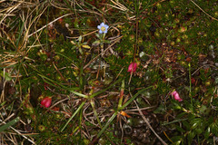 Disterigma empetrifolium