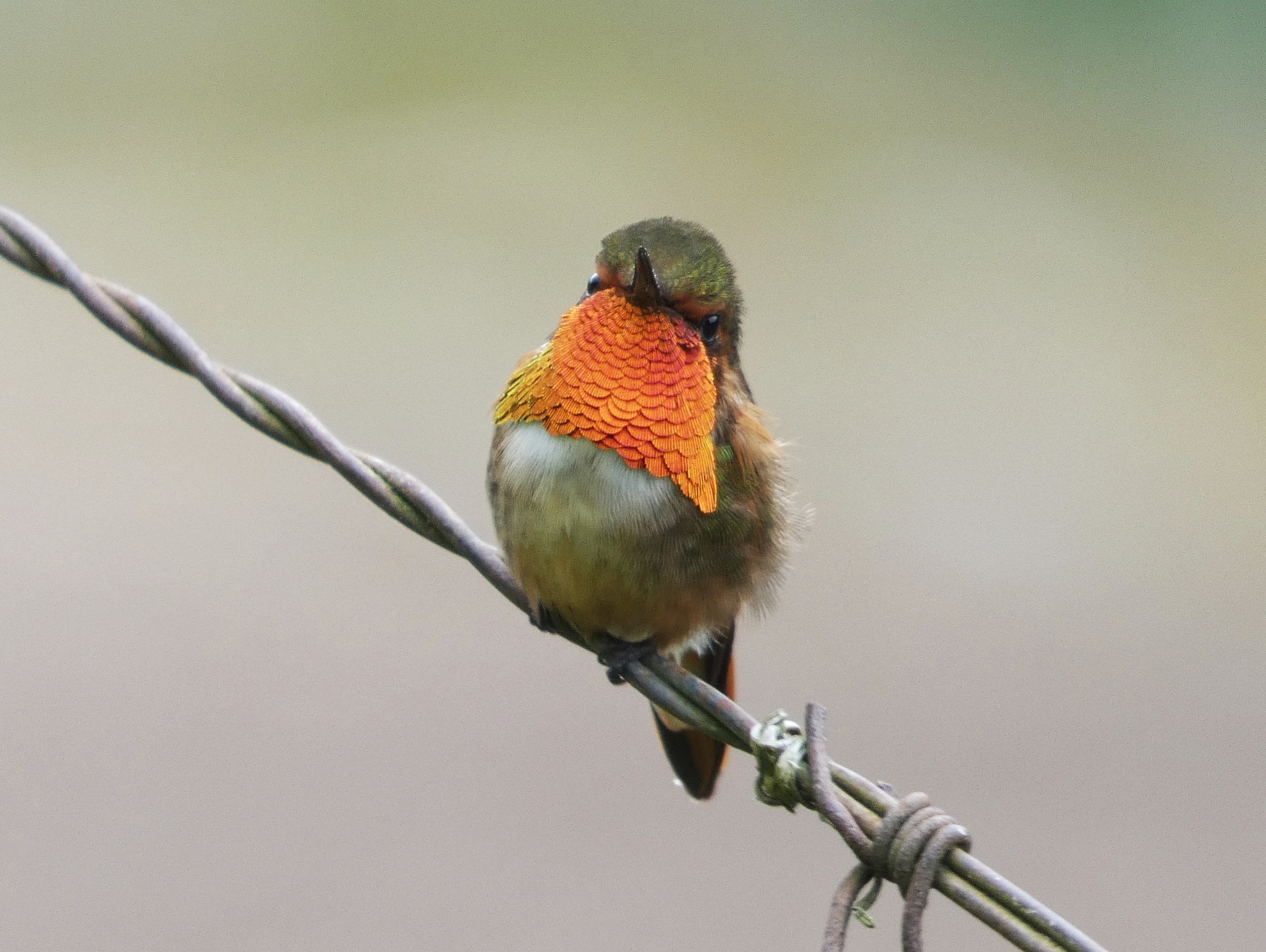 Scintillant Hummingbird illustration