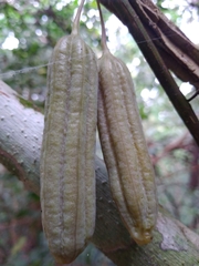 Aristolochia goudotii