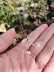 Xanthosia atkinsoniana