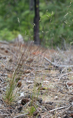 Festuca occidentalis