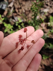 Xanthosia atkinsoniana