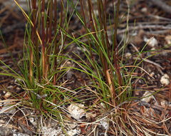 Festuca occidentalis