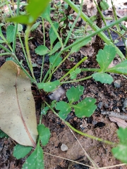 Xanthosia atkinsoniana