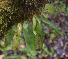 Elaphoglossum paleaceum