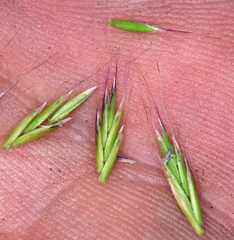 Festuca occidentalis