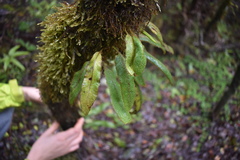 Elaphoglossum paleaceum