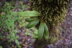 Elaphoglossum paleaceum