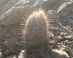 Thelocactus bicolor