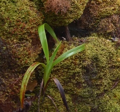 Dianella sandwicensis