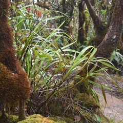 Dianella sandwicensis