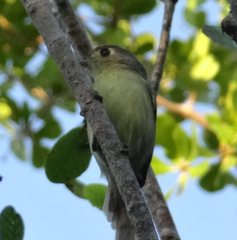 Vireo gundlachii