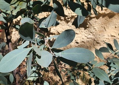 Acacia caerulescens