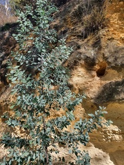 Acacia caerulescens