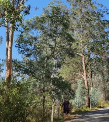 Acacia caerulescens