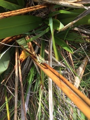 Phaulacridium marginale