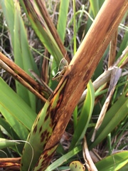 Phaulacridium marginale