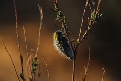 Julodis cirrosa