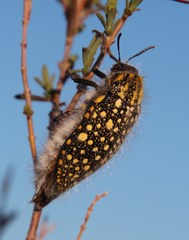 Julodis cirrosa