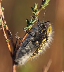Julodis cirrosa