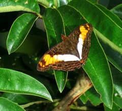 Adelpha capucinus