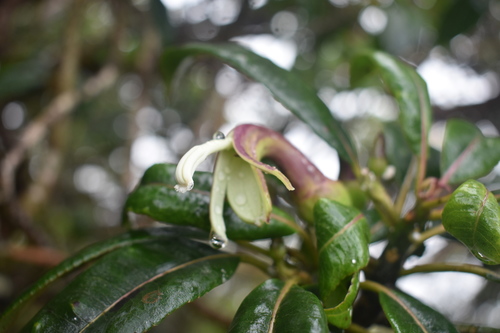 Image of Clermontia fauriei by (c) John Powers, some rights reserved (CC BY)