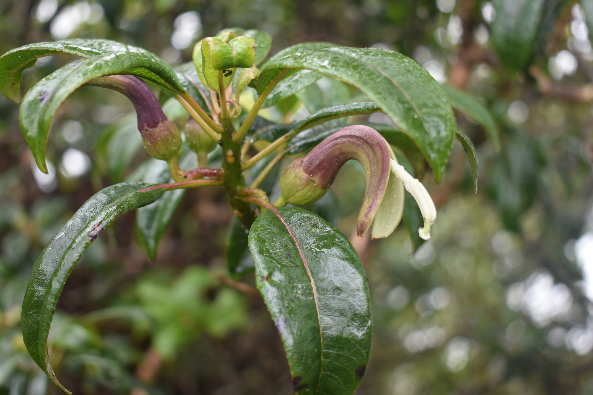 Clermontia fauriei