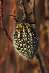 Julodis cirrosa