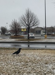 Corvus brachyrhynchos