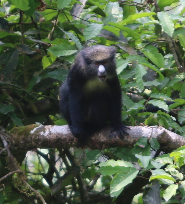 Putty-nosed Monkey from San Carlos de Luba, Equatorial Guinea on ...