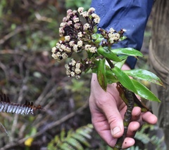 Dubautia raillardioides