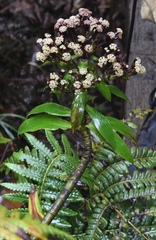 Dubautia raillardioides