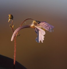 Nemesia bicornis