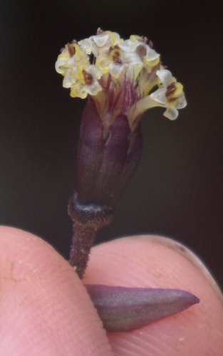 Image of Dubautia raillardioides by (c) John Powers, some rights reserved (CC BY)